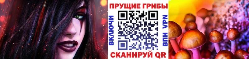 Купить где  Козельск  Галлюциногенные грибы Psilocybe 